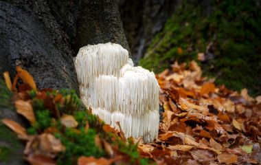 Порівняння екстрактів грибів: левова грива, кордицепс та шиїтаке