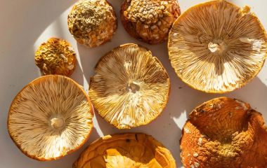 Гриби проти стресу, безсоння та психічних розладів: природне рішення для відновлення нервової системи