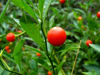 Ашваганда - для силы и выносливости
